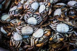crabes marinés photo