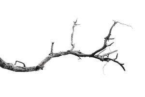 branches sèches, branches sèches, isolées sur fond blanc photo