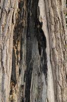 la surface de l'arbre avec des signes de brûlures photo