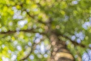 bokeh, flou des feuilles, lumière qui brille à travers les feuilles vertes, arrière-plan photo