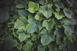 feuilles vertes dans la forêt tropicale humide en thaïlande photo