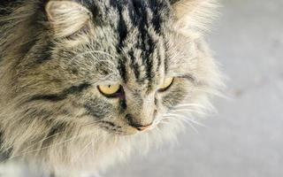 chat persan avec de beaux cheveux photo