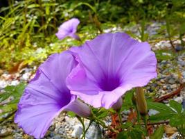 fleurs violettes dans le jardin naturel photo