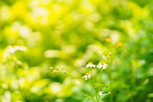 gros plan d'herbe blanche avec fleur de pollen jaune sous la lumière du soleil avec espace de copie en utilisant comme arrière-plan paysage de plantes naturelles, concept de page de couverture de papier peint écologique. photo