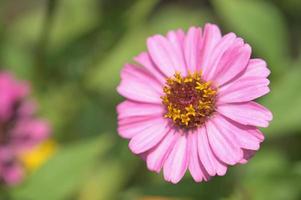 fleurs de zinnia, fleurs tropicales, fleurs colorées, fleurs en gros plan. photo