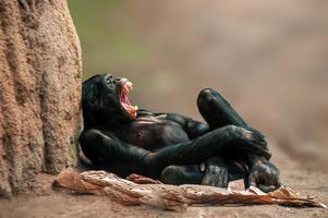 Le chimpanzé d'Afrique de l'Ouest couché se détend photo