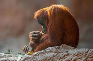mère orang-outan prend soin de son bébé photo