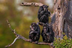 3 chimpanzés d'Afrique de l'Ouest assis dans un arbre photo