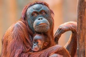 mère orang-outan prend soin de son bébé photo