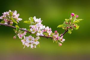 une branche avec des fleurs de pommier photo