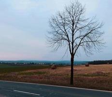 arbre solitaire dans le champ. affichage symbolique de la solitude photo