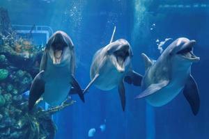 trois dauphins nageant dans l'aquarium vous regardant avec la bouche ouverte vue rapprochée photo