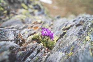 Primevère hirsute parmi les rochers avec le lichen des montagnes photo