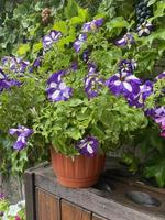 lit de fleurs avec des fleurs de pétunia rose blanc gros plan photo