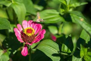 Sphinx Colibri en Roumanie photo