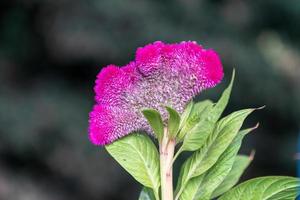 célosie argentée var. cristata photo