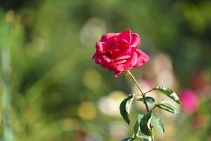 gros plan sur les roses rouges photo