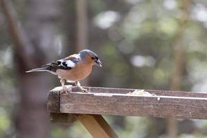 Pinson des arbres prenant des graines d'une table à oiseaux en bois photo