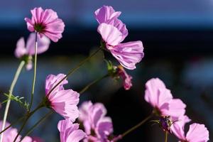 Cosmos ensoleillé vif fleurs poussant dans un jardin à Lindfield West Sussex photo