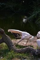 grand pélican blanc debout sur une jambe au bord du lac photo