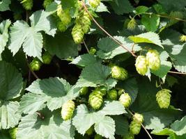 une grappe de houblon ensoleillé poussant dans le Kent photo