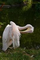 grand pélican blanc se lissant au bord du lac photo