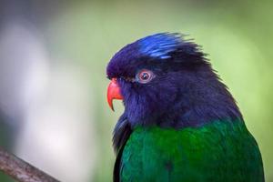 portrait de Loriquet arc-en-ciel photo