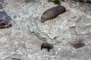 otarie à fourrure de nouvelle-zélande et bébé photo