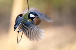 Mésange charbonnière volant d'une boîte de conserve remplie de graines photo