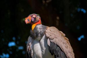 portrait en gros plan d'un vautour royal photo