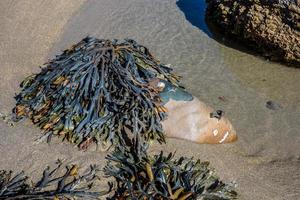 algues sur la côte rocheuse à bude photo