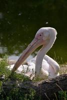 grand pélican blanc se reposant au bord du lac photo