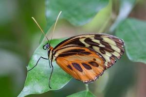 grand papillon tigre photo