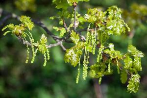 chatons verts, fleurs mâles, sur un chêne sessile dans l'essex photo