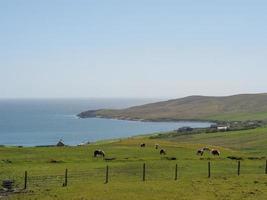 les îles shetland en ecosse photo