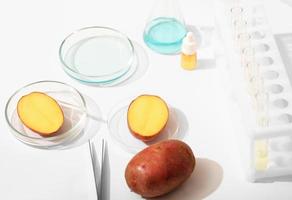 une pomme de terre génétiquement modifiée dans un laboratoire avec des tubes à essai et une boîte de Pétri. recherche biologique, expertise ogm photo