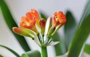fleur de clivia miniata en fleurs. plantes d'intérieur, jungle urbaine, décoration de la maison photo