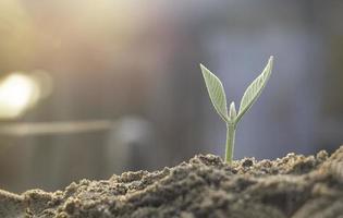 plante en croissance, jeune plante dans la lumière du matin sur fond de sol, nouveau concept de vie. petite plante sur le sol au printemps. photo