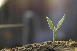 plante en croissance, jeune plante dans la lumière du matin sur fond de sol, nouveau concept de vie. petite plante sur le sol au printemps. photo