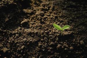 plante en croissance, jeune plante dans la lumière du matin sur fond de sol, nouveau concept de vie. petite plante sur le sol au printemps. photo