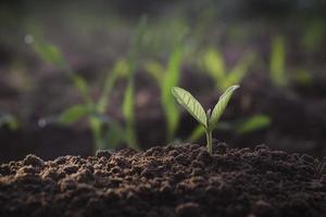 plante en croissance, jeune plante dans la lumière du matin sur fond de sol, nouveau concept de vie. petite plante sur le sol au printemps. photo