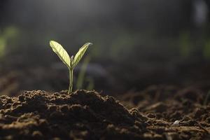 plante en croissance, jeune plante dans la lumière du matin sur fond de sol, nouveau concept de vie. petite plante sur le sol au printemps. photo