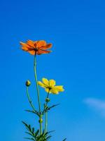 belles fleurs sur fond de ciel lumineux photo