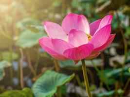 gros plan de fleurs de lotus et de la lumière du soleil photo