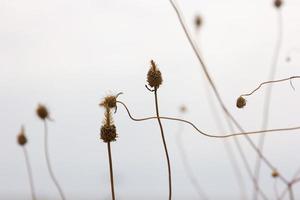 herbes et plantes sauvages photo