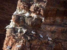 île de helgoland en allemagne photo