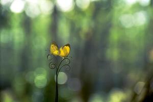 Moment d'accouplement papillon sur fil d'herbe photo