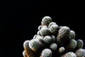 gros plan cactus sur fond noir photo