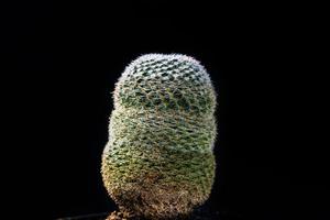 gros plan cactus sur fond noir photo