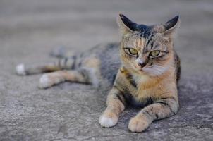 adorable chat domestique de couleur marron se reposant sur le sol photo